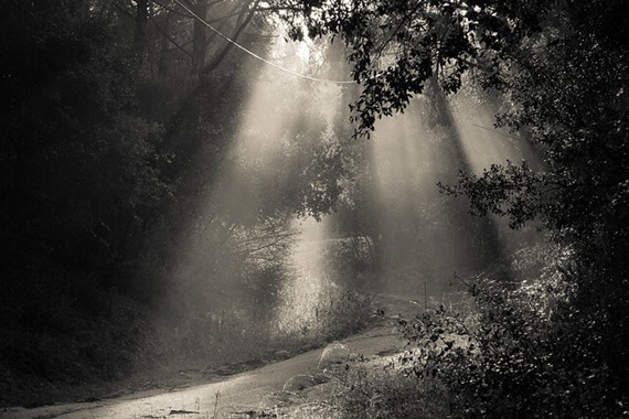 Forest sunlight